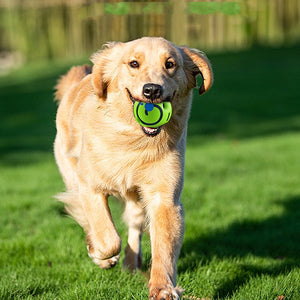Why Your Dog Needs the Anti-Stuffing Bite-Resistant Dog Toy