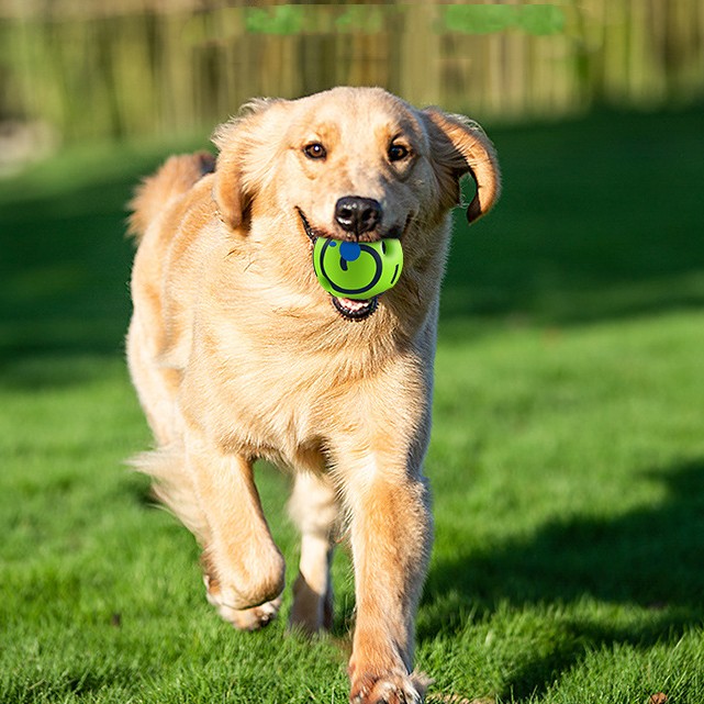 Why Your Dog Needs the Anti-Stuffing Bite-Resistant Dog Toy