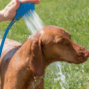 Discover the Ultimate Bathing Experience for Your Dog