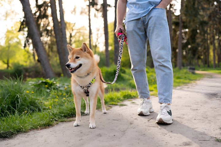 Safe Walks with Reliable Leashes and Harnesses