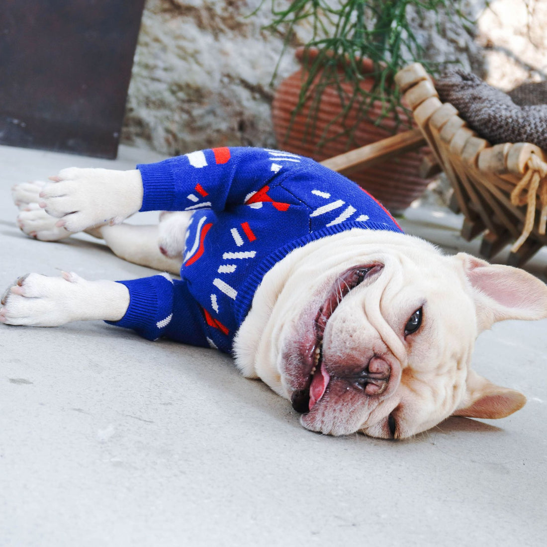 Pug-Style Sweater for Dogs