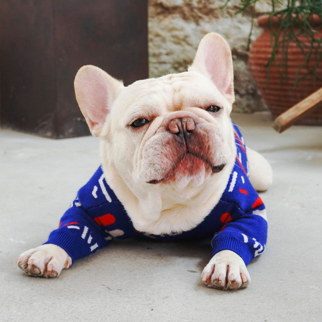 Pug-Style Sweater for Dogs