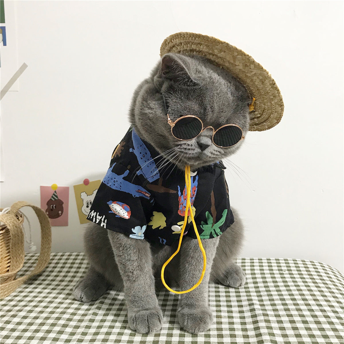 Cute and Cozy Cat Clothes Perfect for Every Season Wear