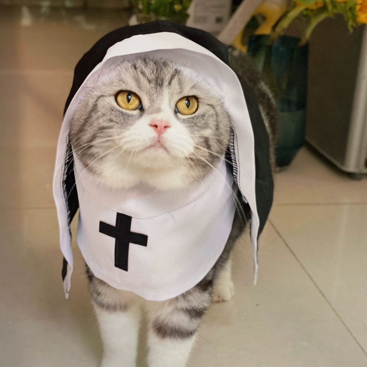 Halloween Cosplay Dog Costume for Small Medium Dogs Black White Cloak