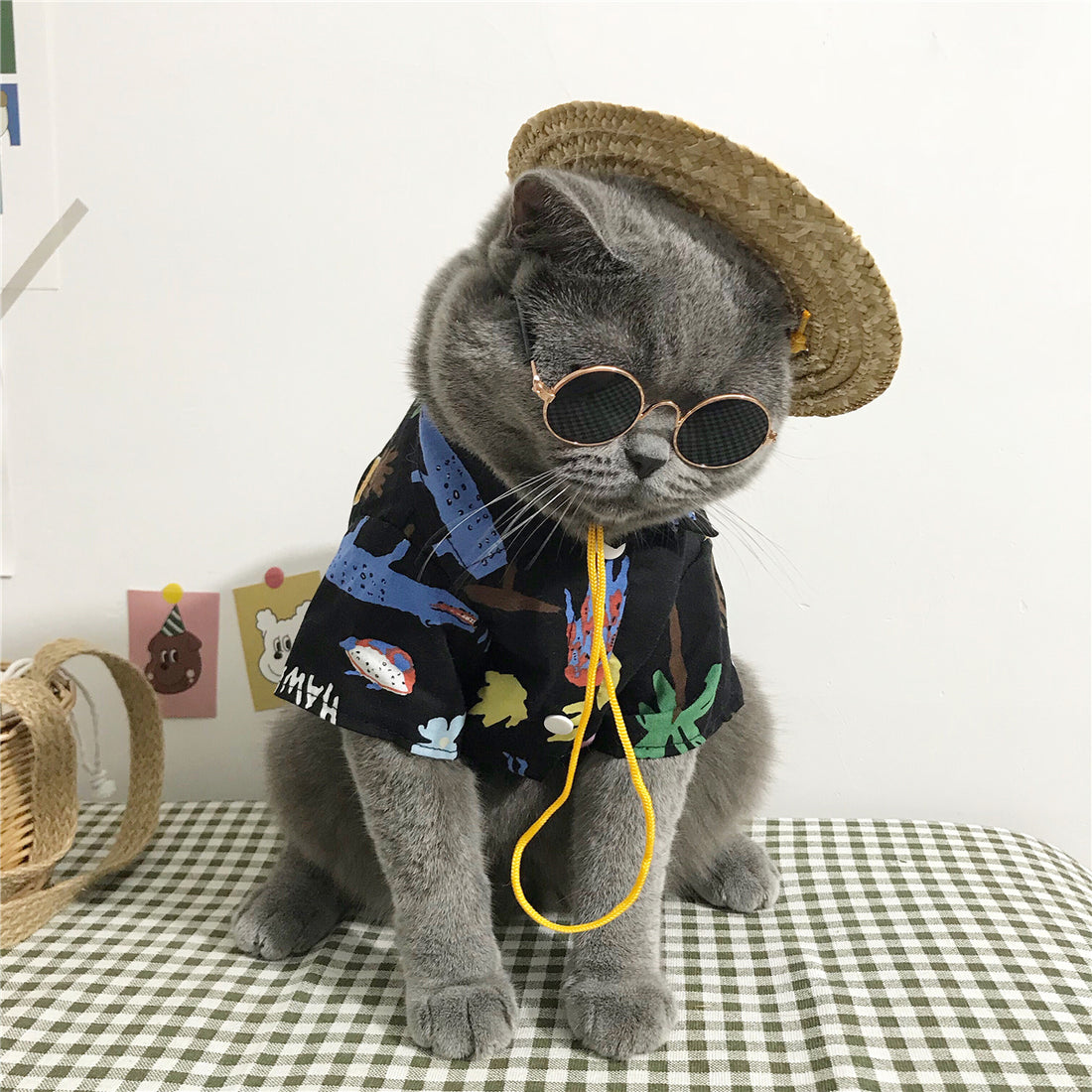 Cute and Cozy Cat Clothes Perfect for Every Season Wear
