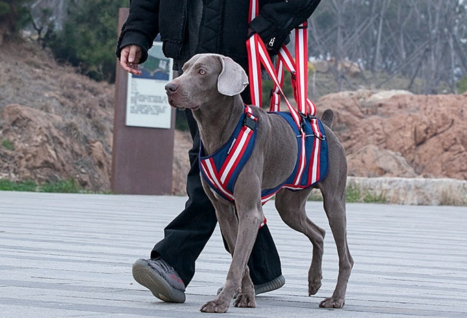 Supportive Harness & Leash for Elderly Dogs