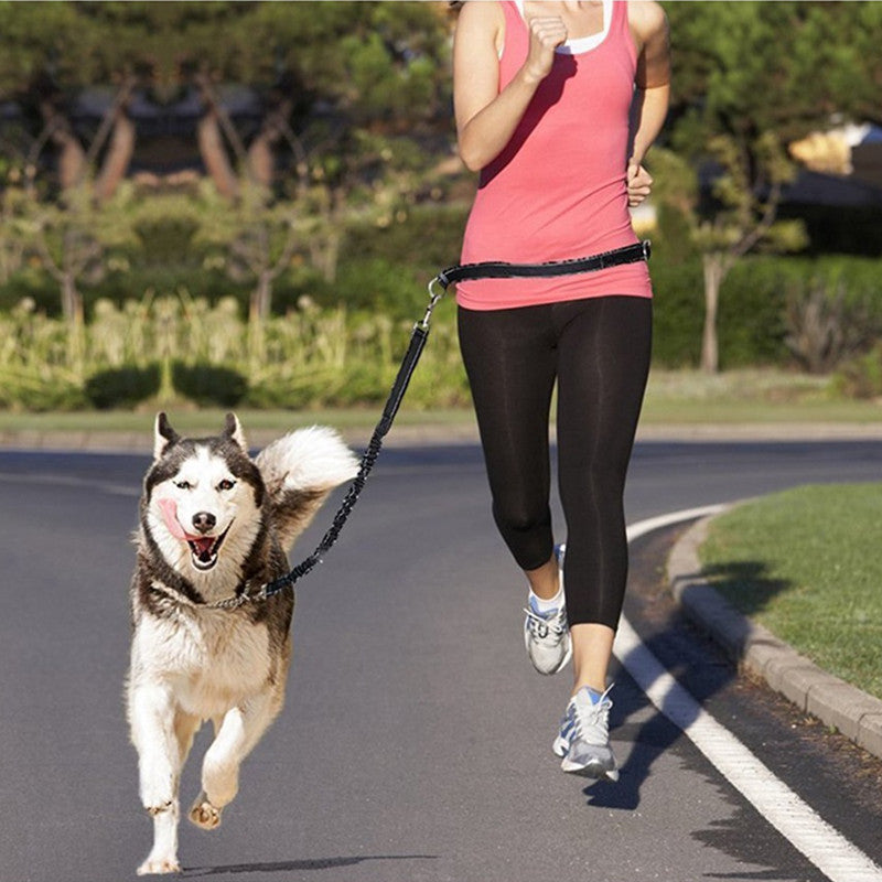 Adjustable Harness and Collar Set with Jogging-Friendly Pet Leash