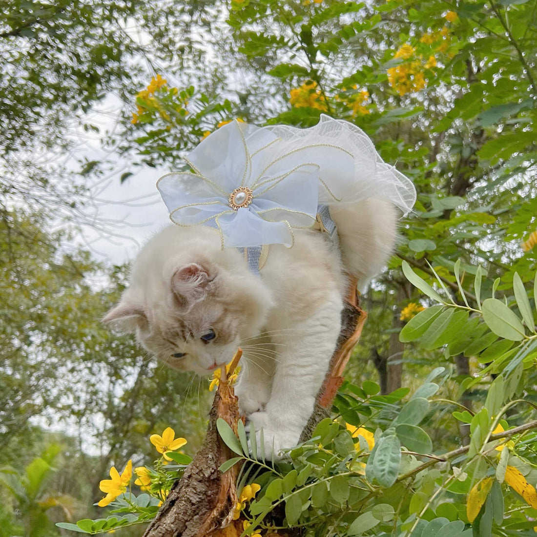 Multi-Layer Yarn Pet Leash for Cats and Puppies Universal Use