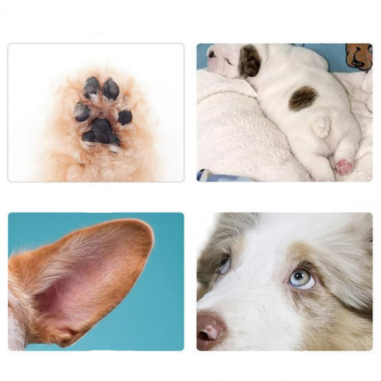 Rechargeable Pet Hair Grooming Trimmer with Scissors