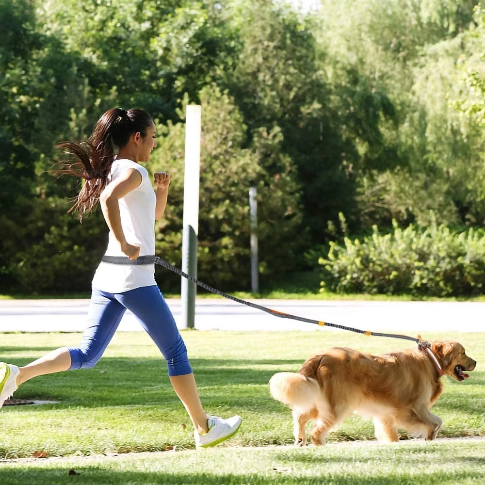 Adjustable Harness and Collar Set with Jogging-Friendly Pet Leash