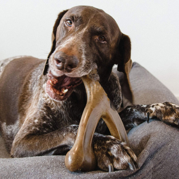Durable Dog Bite Molar Chew Toy