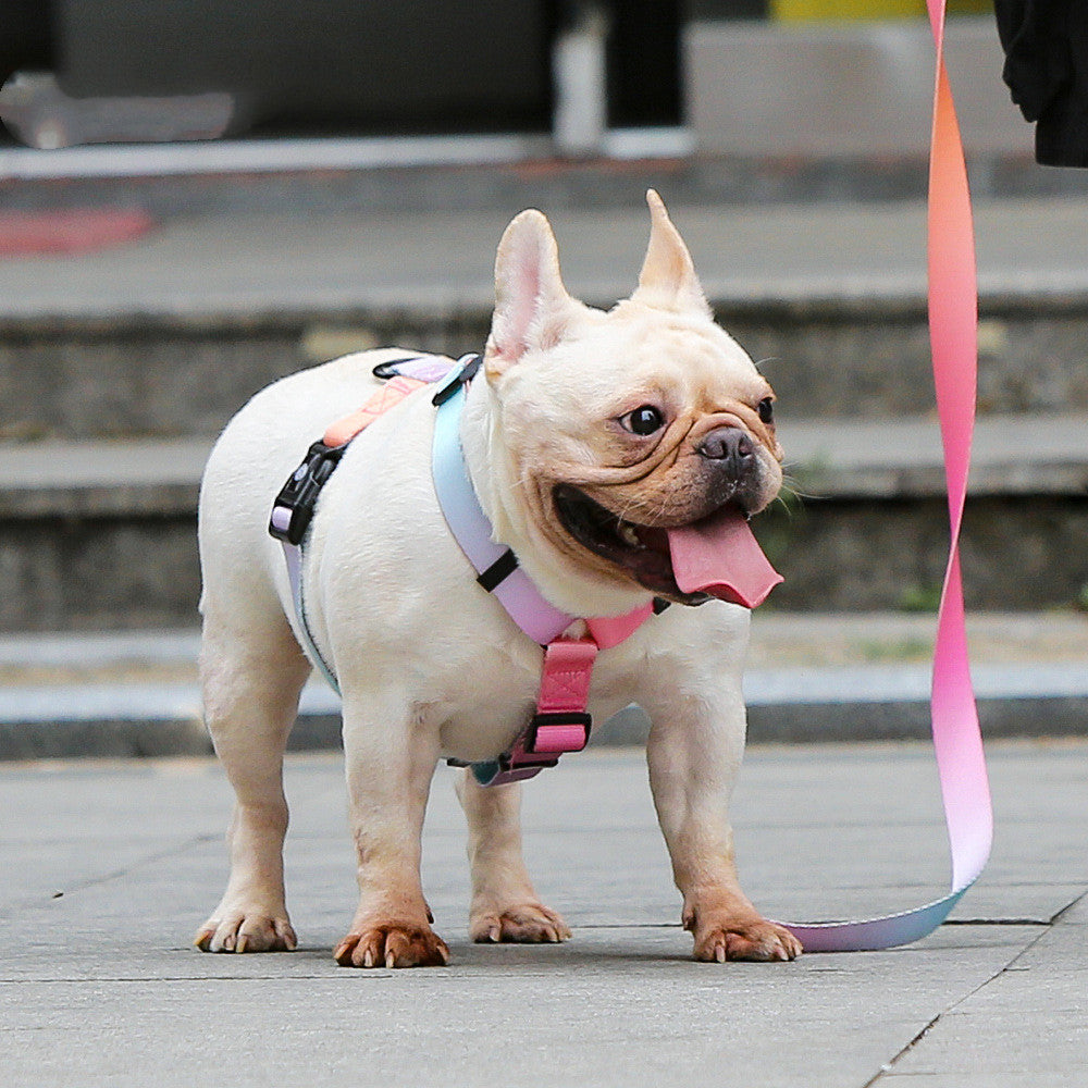 Pet Leash for Small & Medium Dogs