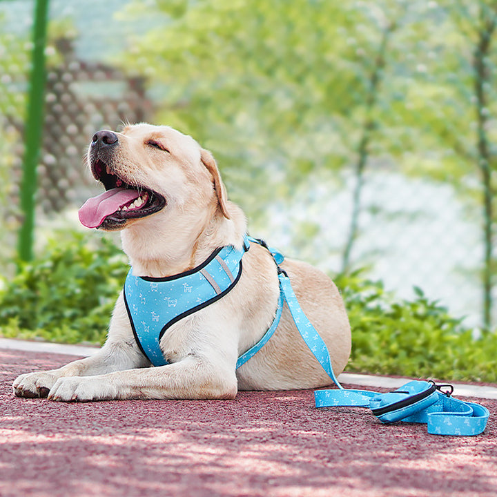 Dog Harness and Leash Set with Bow