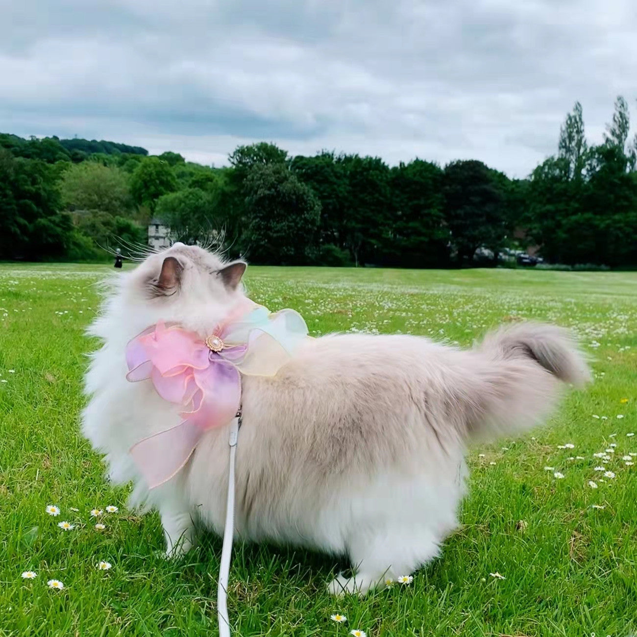 Butterfly-Style Retractable Pet Leash with Break-Free Safety Feature