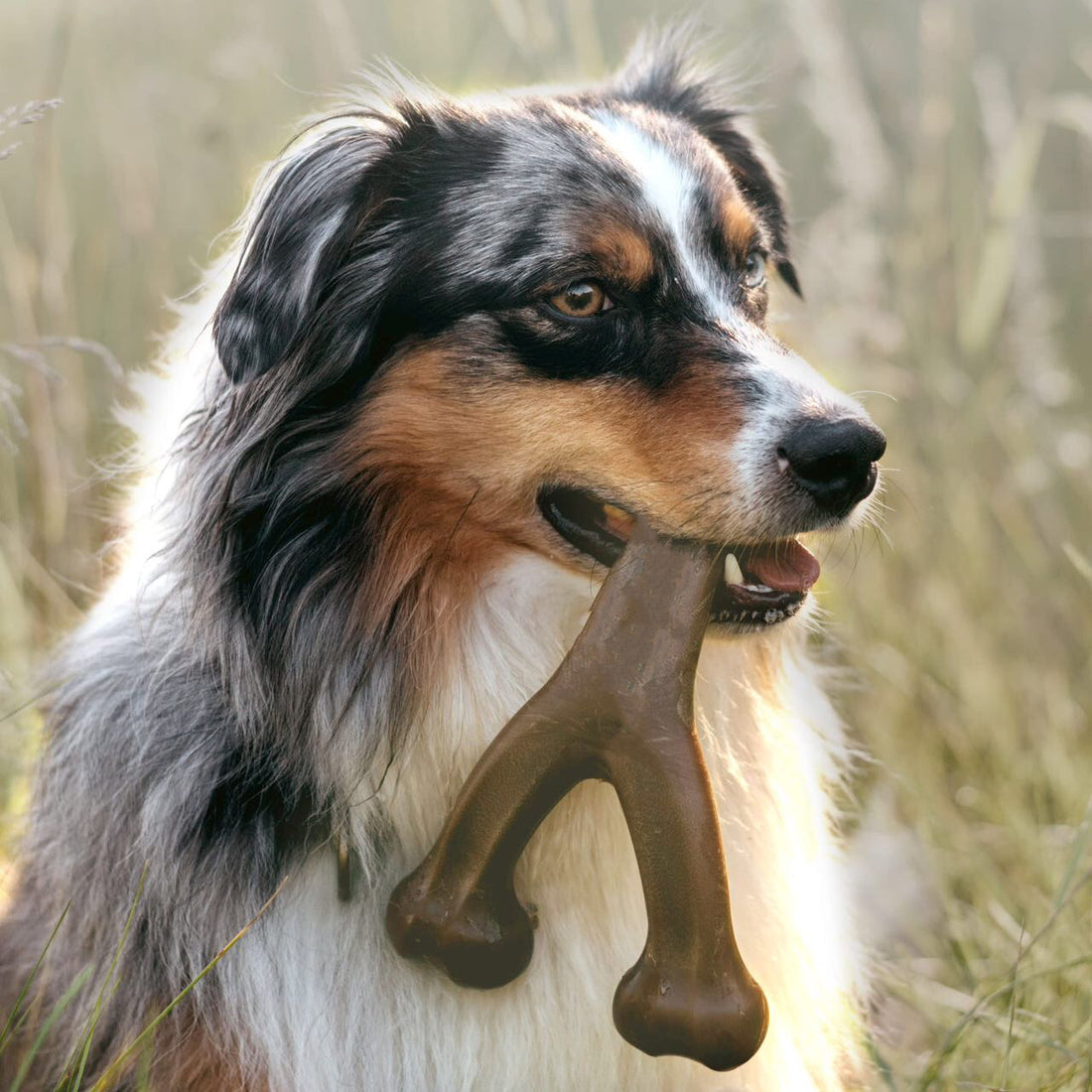 Durable Dog Bite Molar Chew Toy
